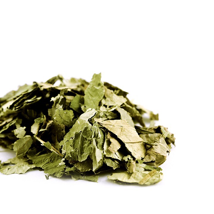 Eucalyptus Leaf