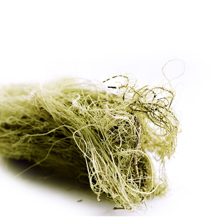 Usnea