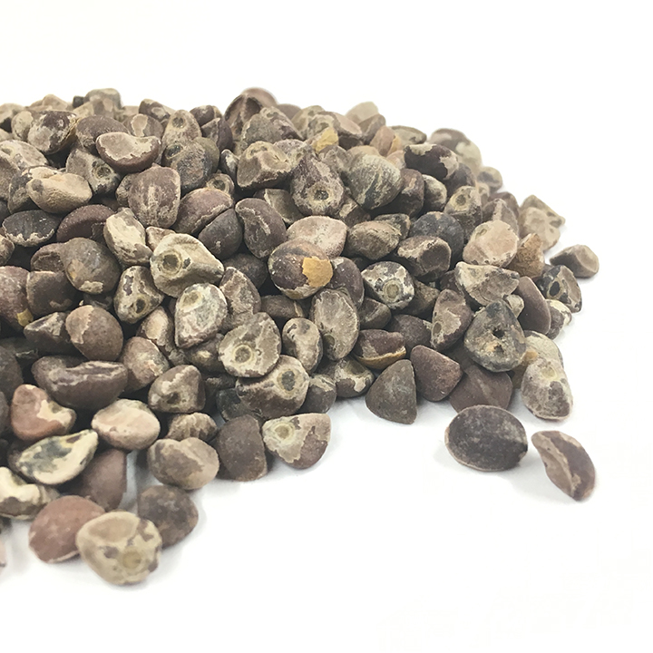 Hawaiian Baby Woodrose Seed