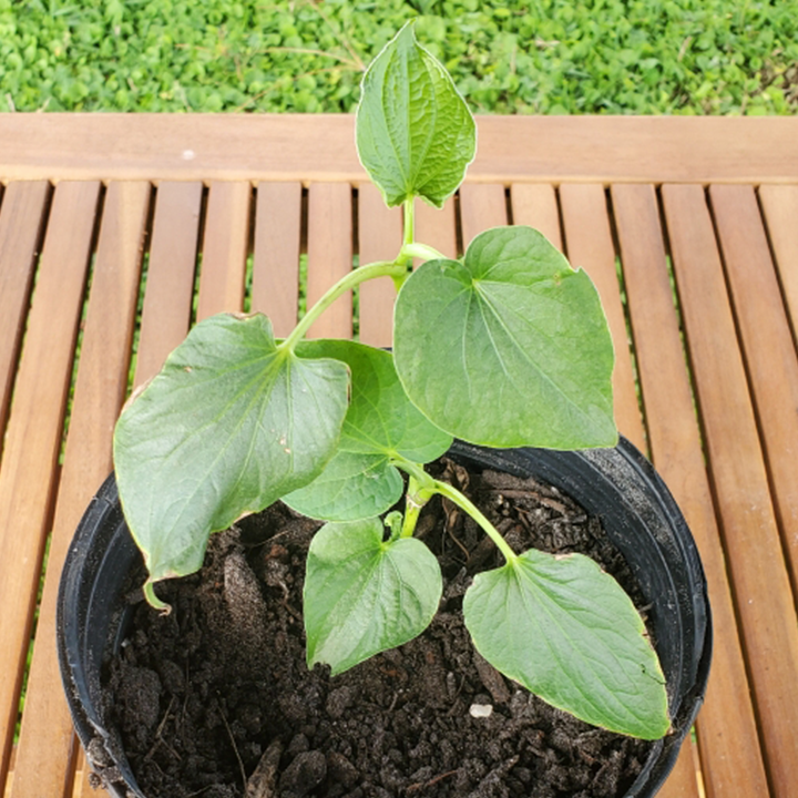 Kava Plant