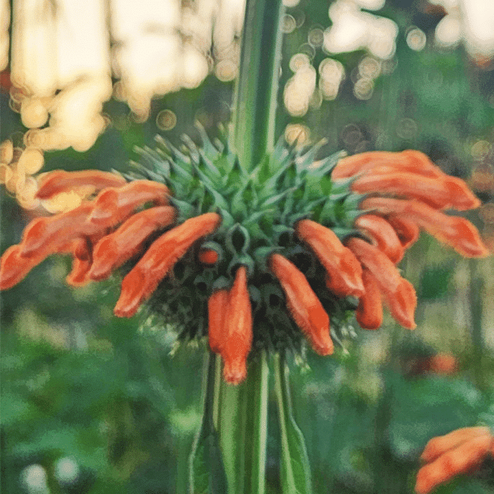 Klip Dagga Flowers