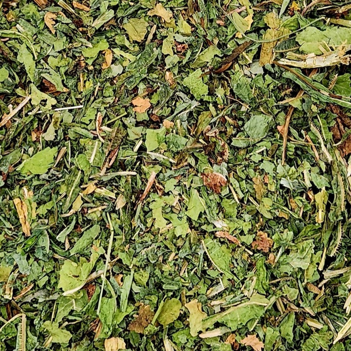 Wild Lettuce (virosa) c/s Oregon